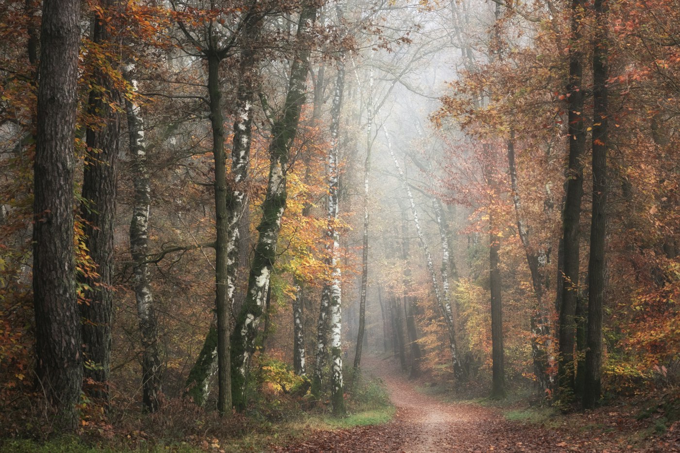 Things to Do in Marlboro, NJ: Parks, Trails & Local Favorites